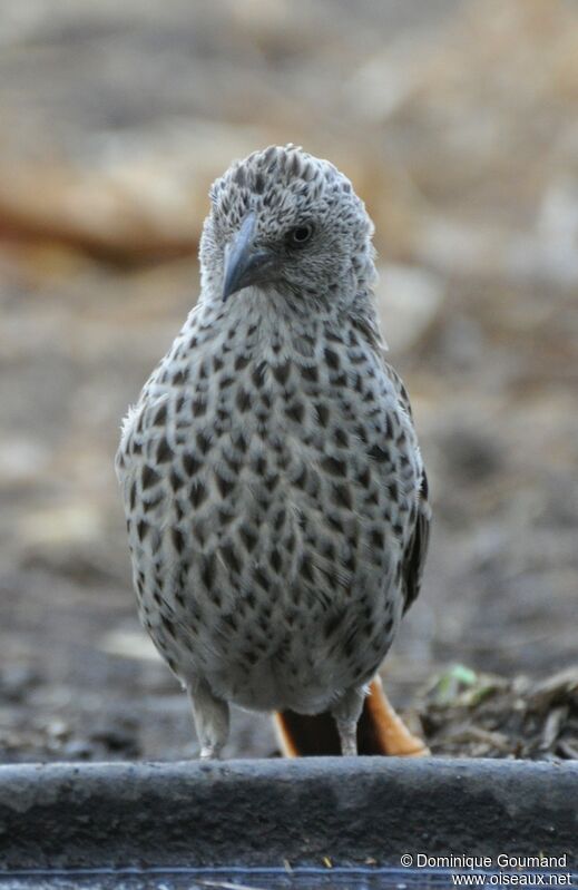 Rufous-tailed Weaver