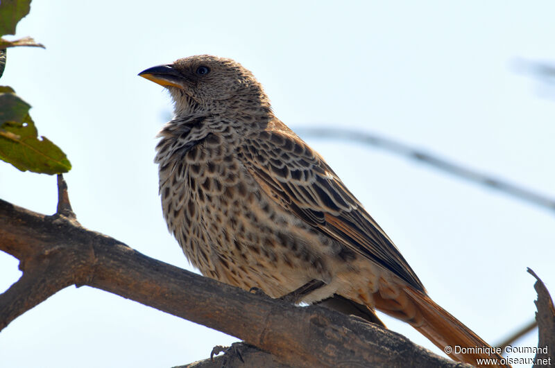 Rufous-tailed Weaveradult