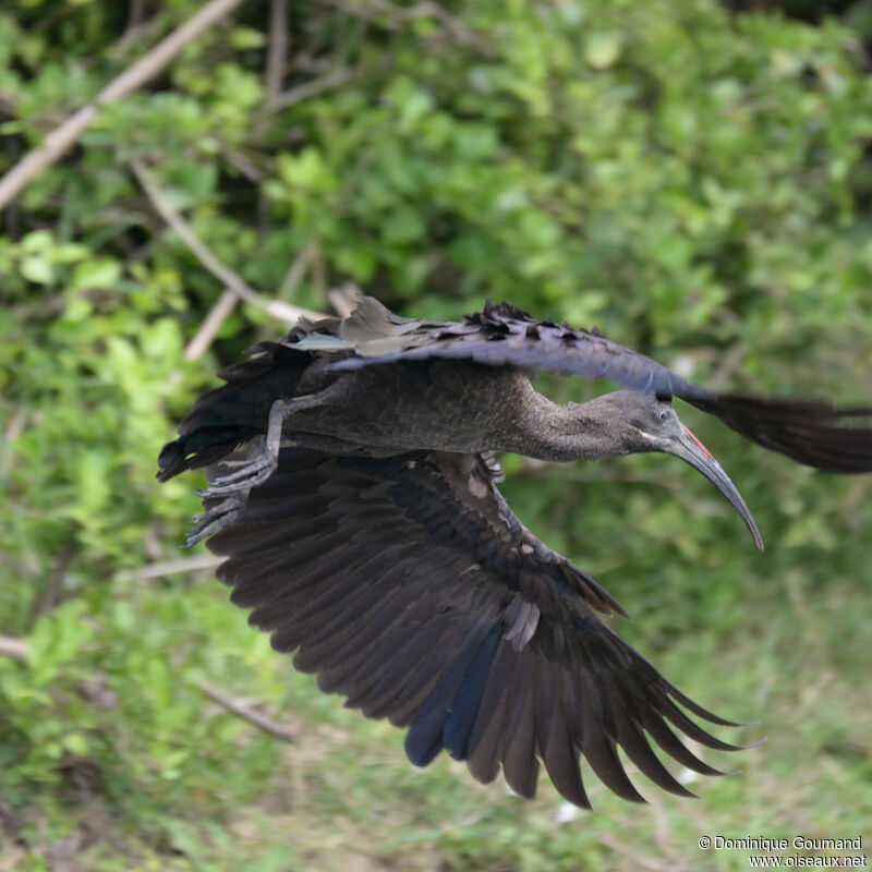 Ibis hagedashadulte, Vol