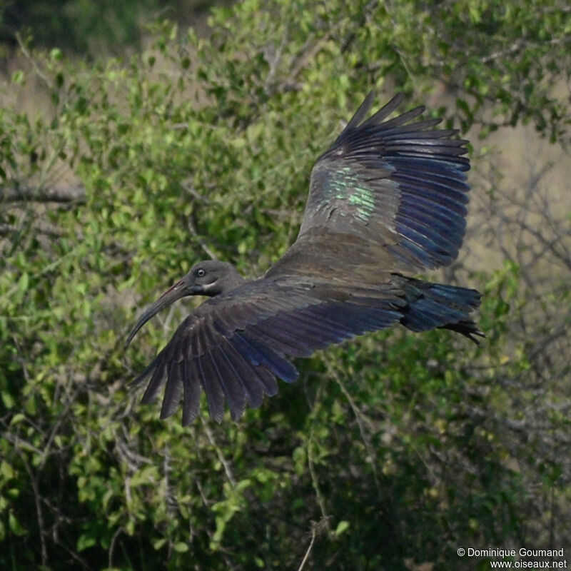 Ibis hagedashadulte, Vol