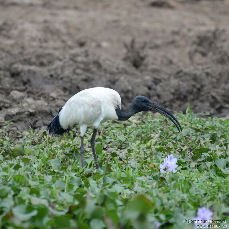 Ibis sacréadulte, identification