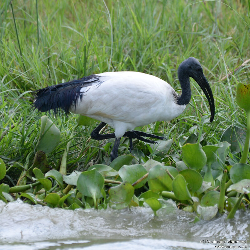 Ibis sacréadulte, habitat