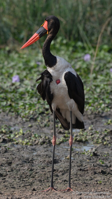 Jabiru d'Afrique mâle adulte