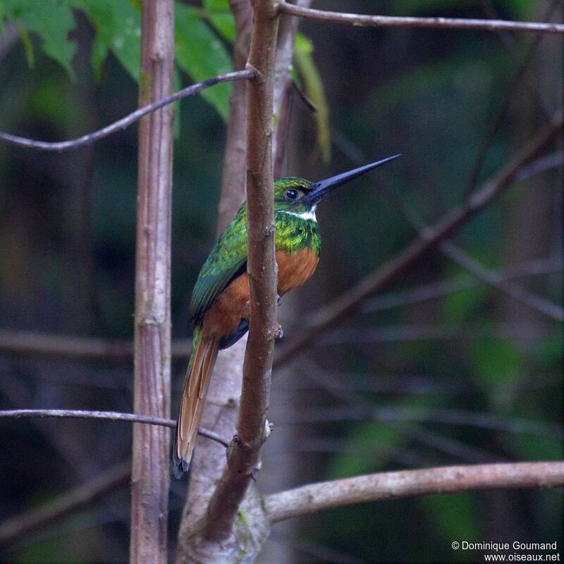 Rufous-tailed Jacamar male adult