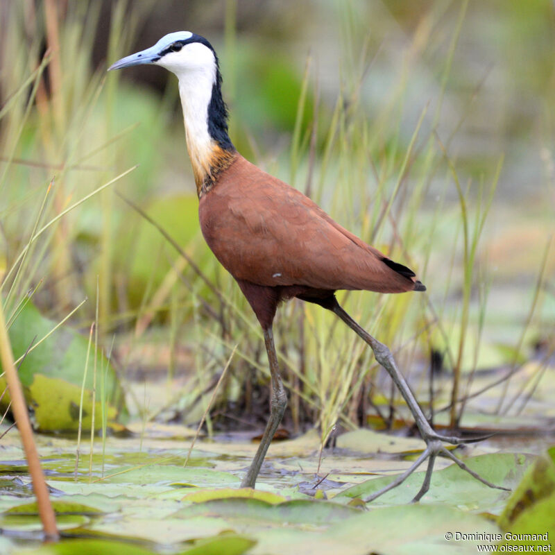 Jacana à poitrine doréeadulte, marche