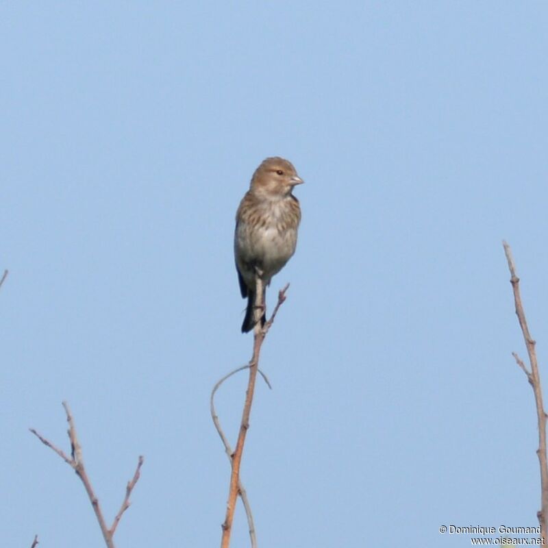 Common Linnet female adult