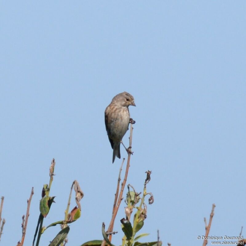 Common Linnet female adult