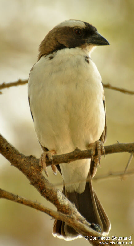 White-browed Sparrow-Weaveradult