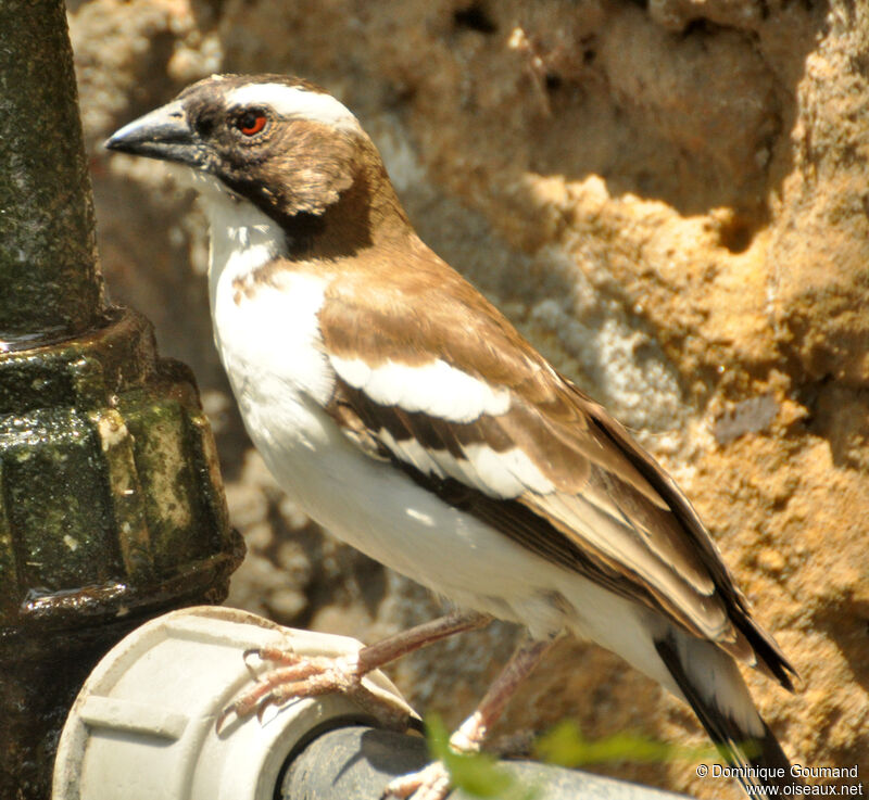 White-browed Sparrow-Weaveradult