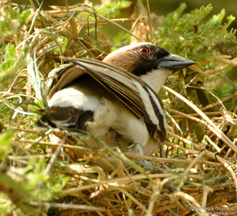 Mahali à sourcils blancsadulte