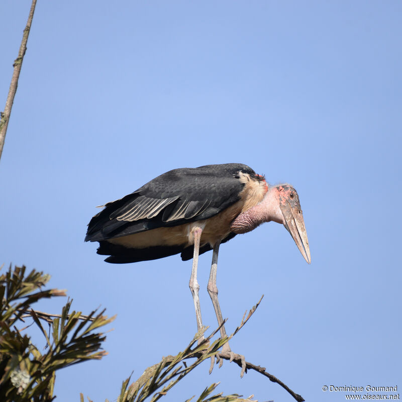 Marabout d'Afriqueadulte, identification