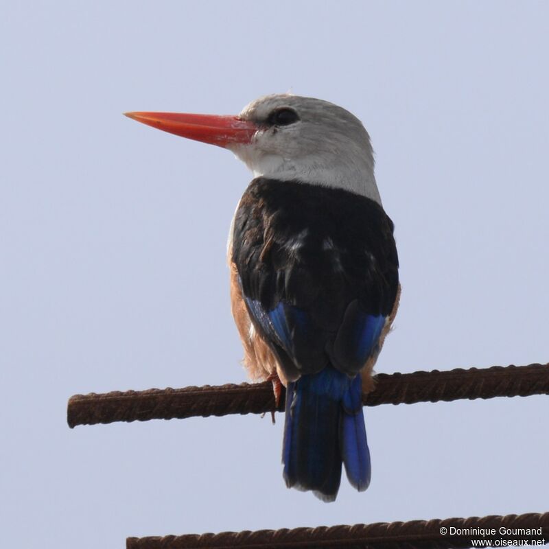 Grey-headed Kingfisheradult