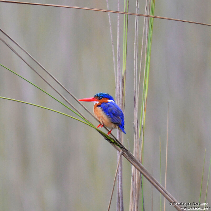 Martin-pêcheur huppéadulte, identification