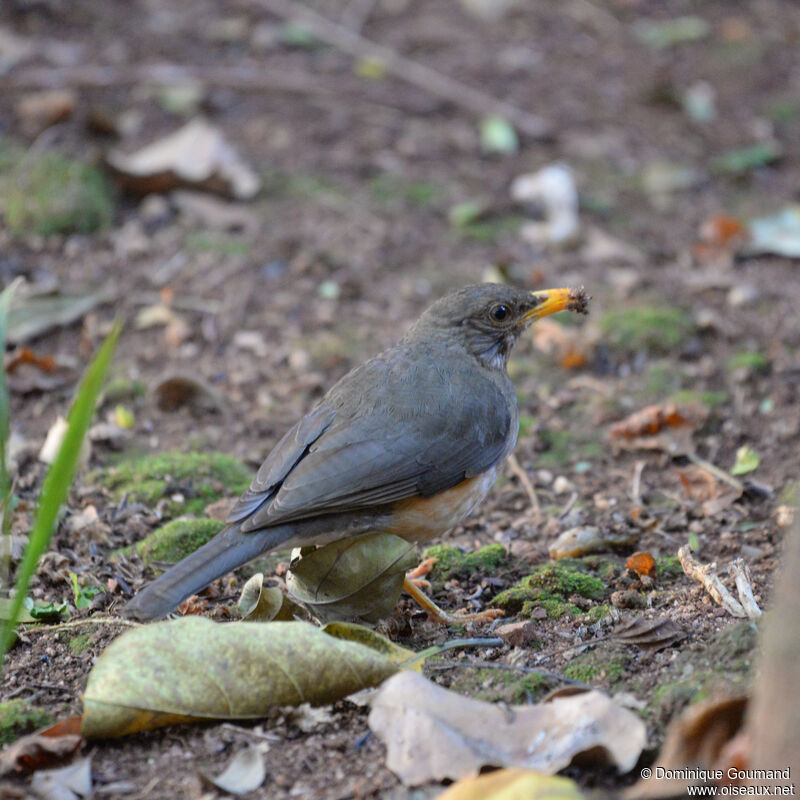 Merle africainadulte, identification