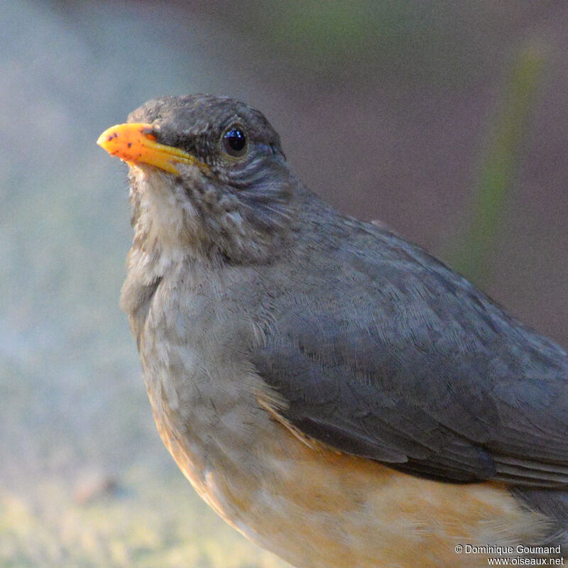 African Thrushadult, close-up portrait