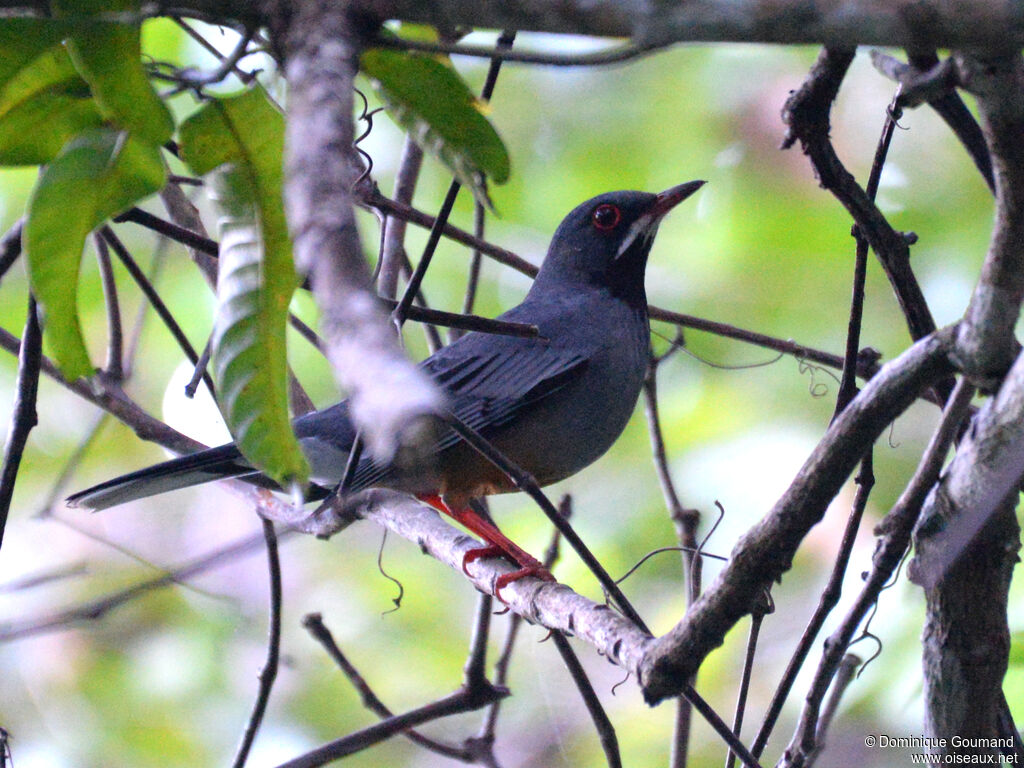 Merle vantardadulte, identification