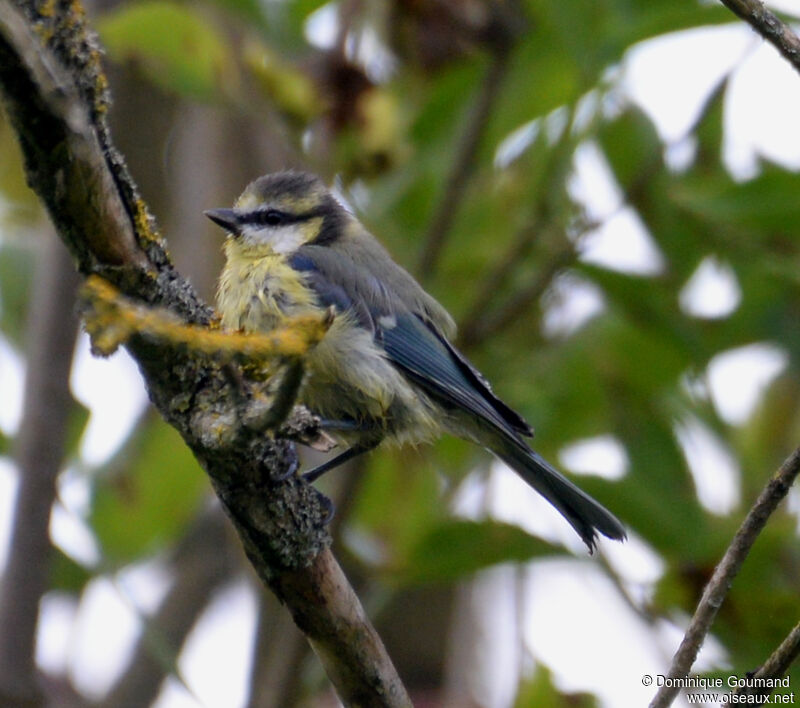 Eurasian Blue Tit female adult