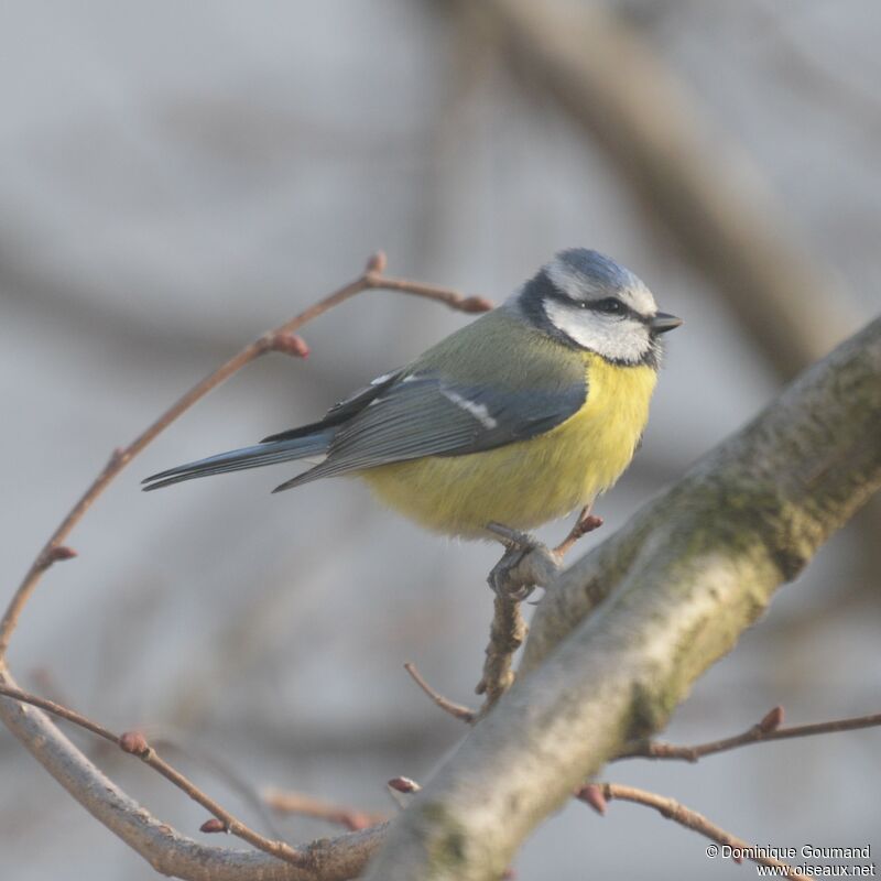 Eurasian Blue Tit female adult