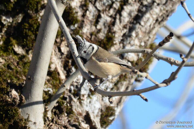 Crested Tit