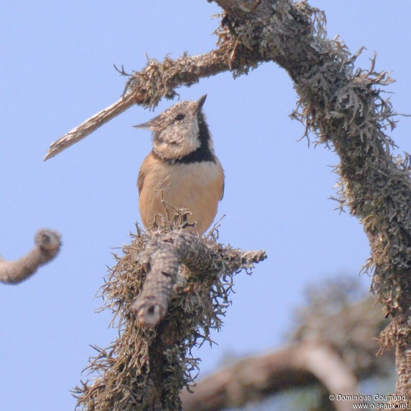 Crested Tit