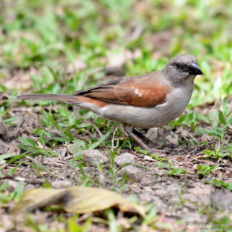 Moineau grisadulte, identification