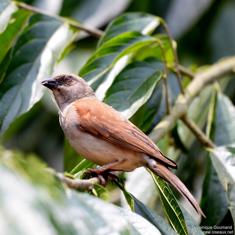 Moineau grisadulte, identification