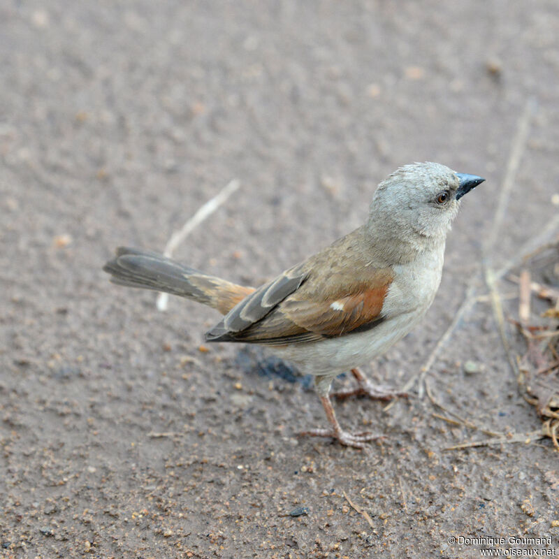 Moineau grisadulte, identification