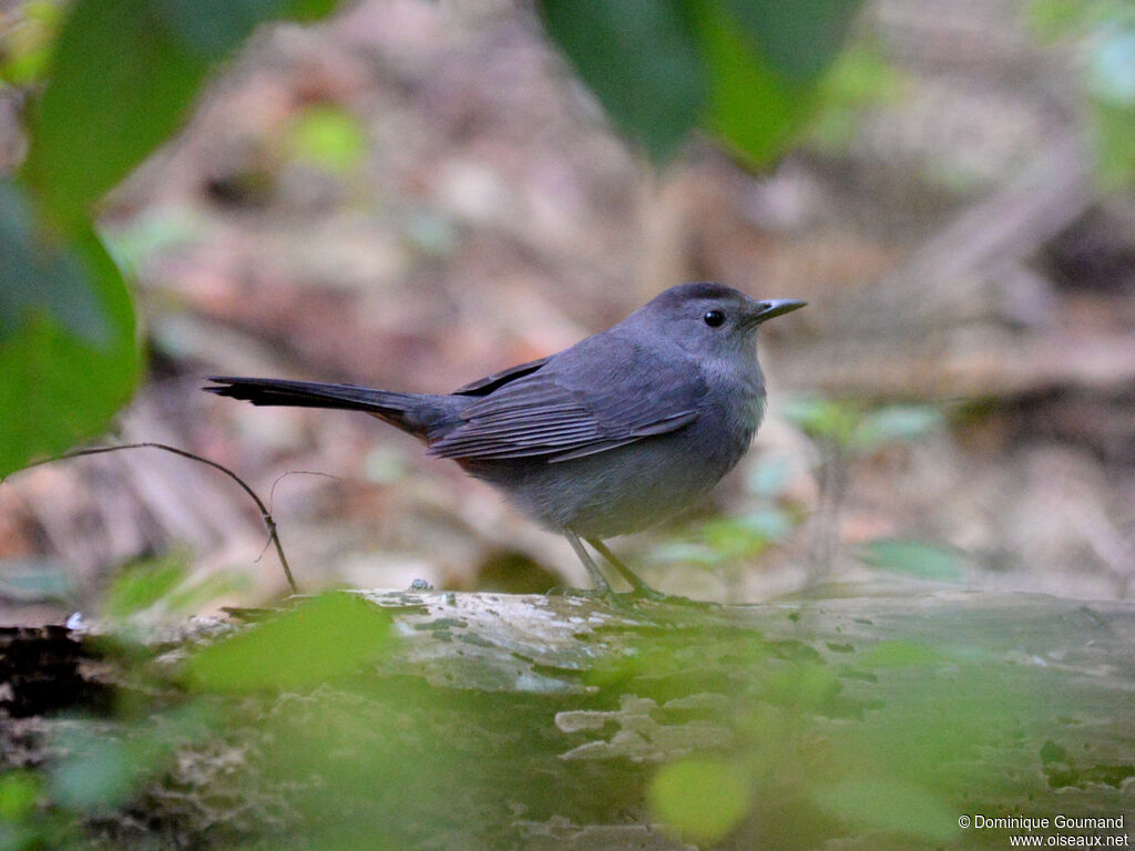 Grey Catbirdadult, identification