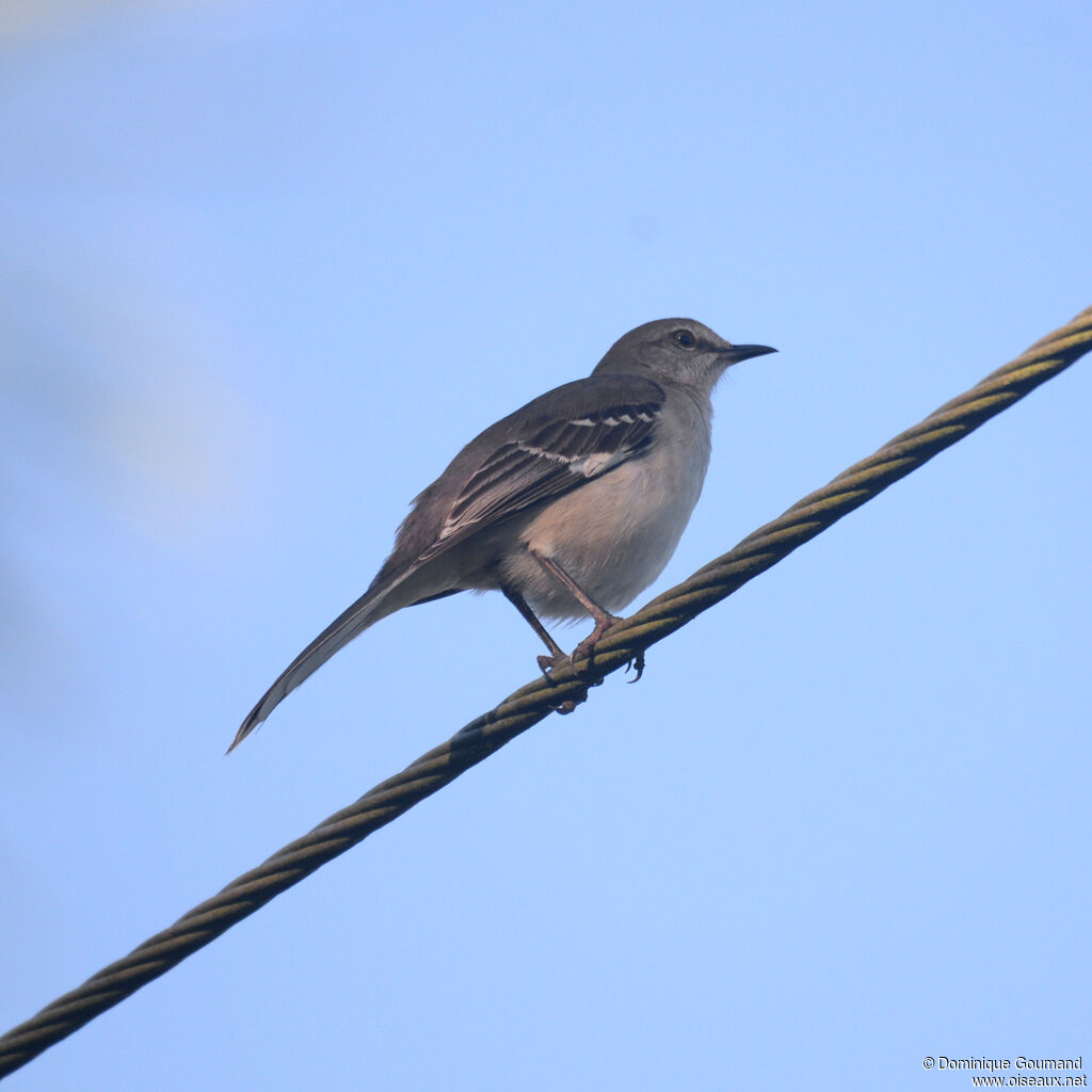 Northern Mockingbird