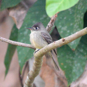 Moucherolle tête-fou