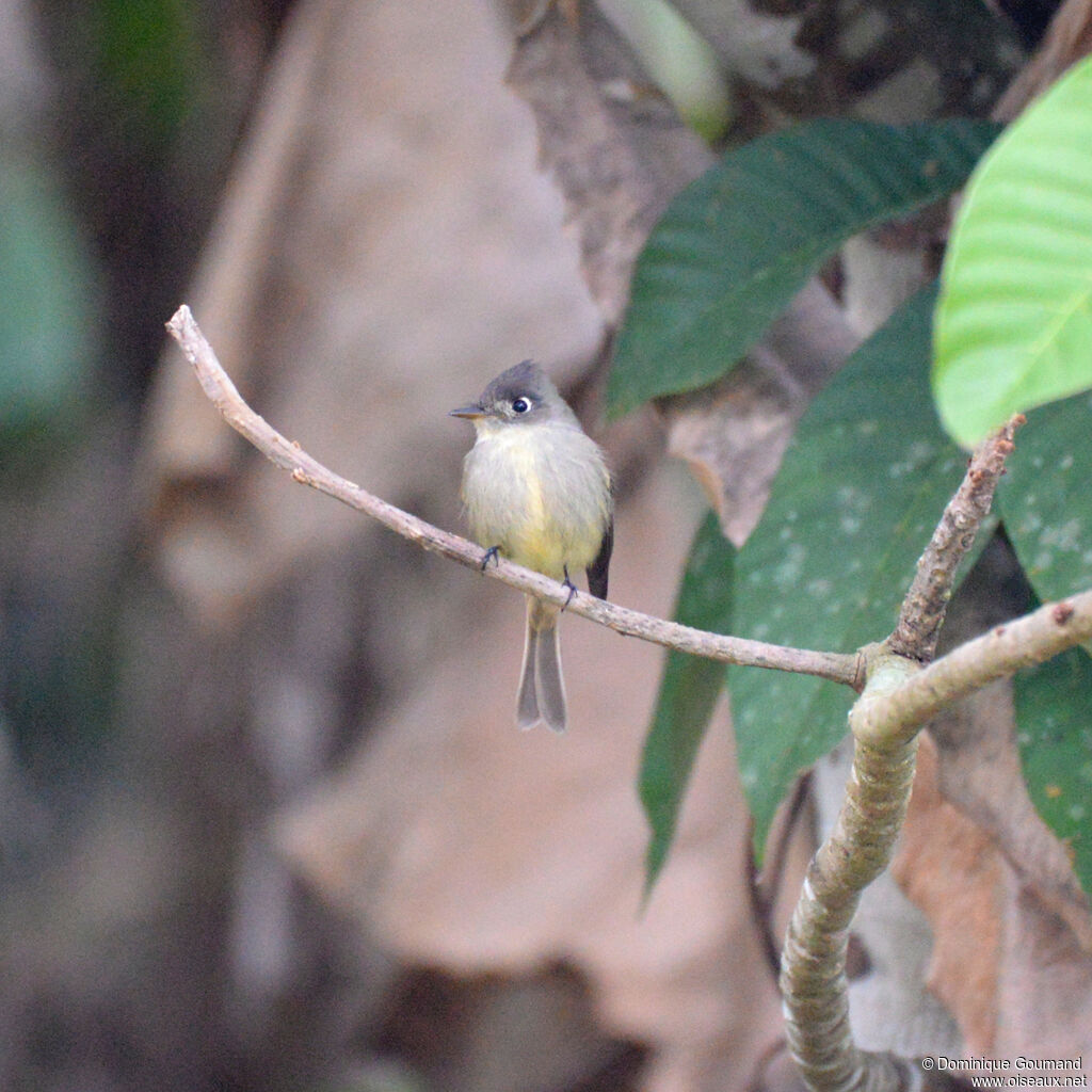 Moucherolle tête-fou