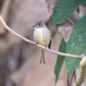 Moucherolle tête-fou