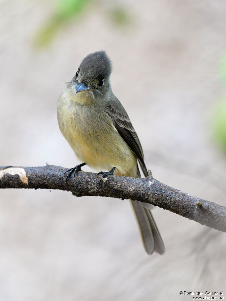 Moucherolle tête-fouadulte