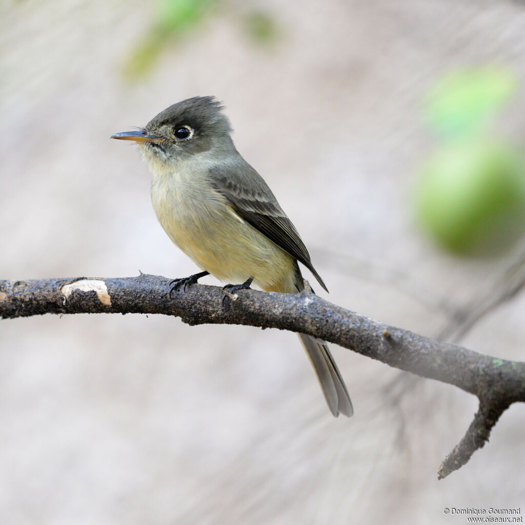 Moucherolle tête-fouadulte, portrait