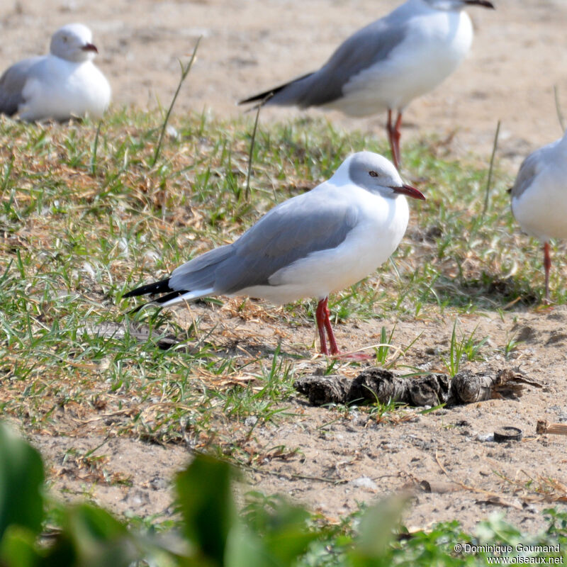 Mouette à tête griseadulte, identification