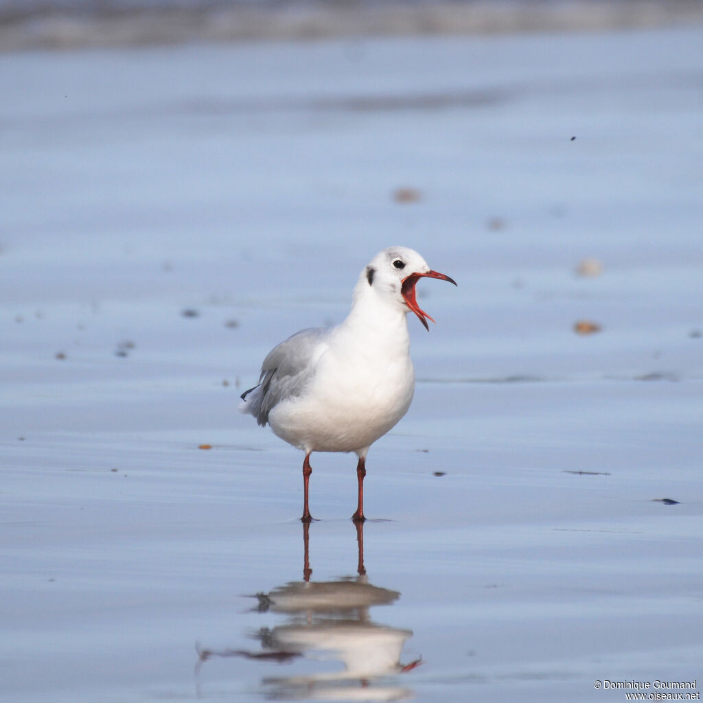 Mouette rieuseadulte internuptial, identification