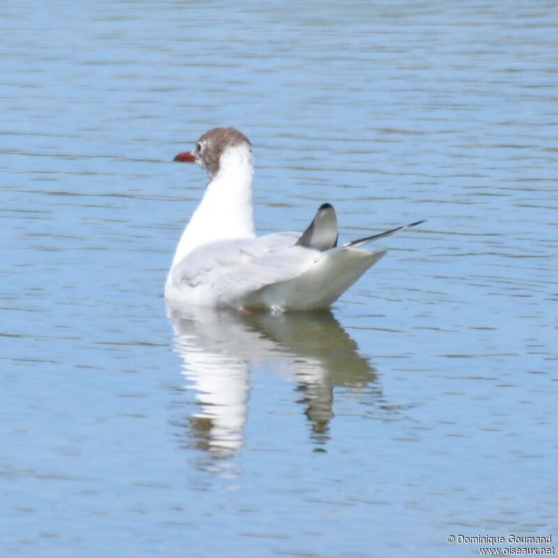 Mouette rieuseadulte