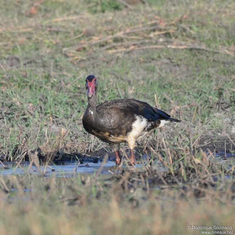 Spur-winged Goose