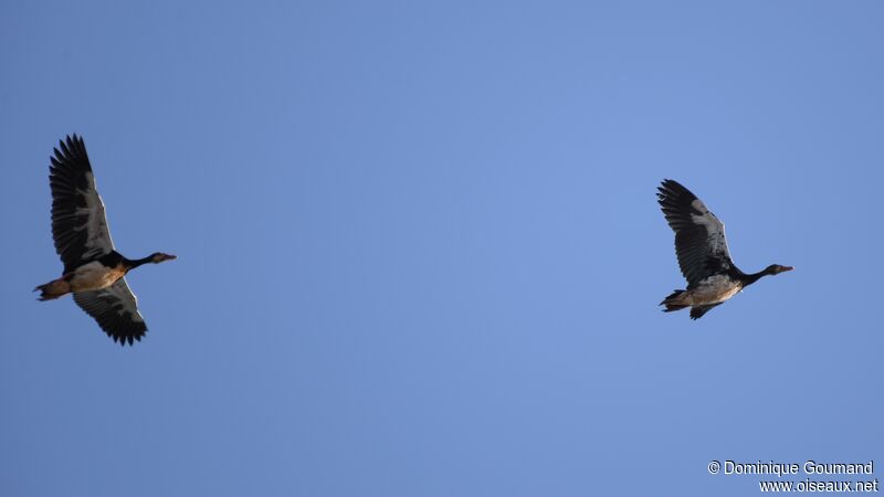 Spur-winged Goose