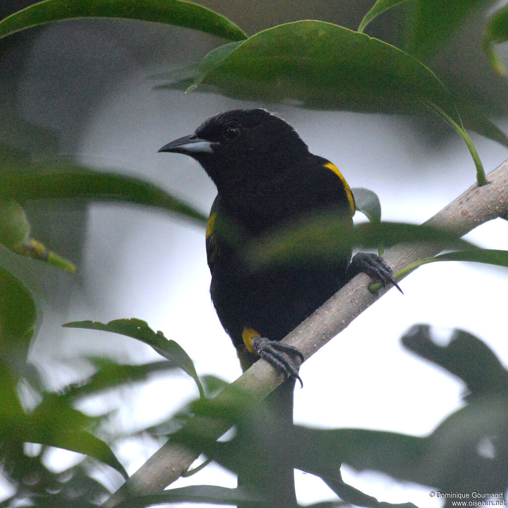 Oriole de Cubaadulte