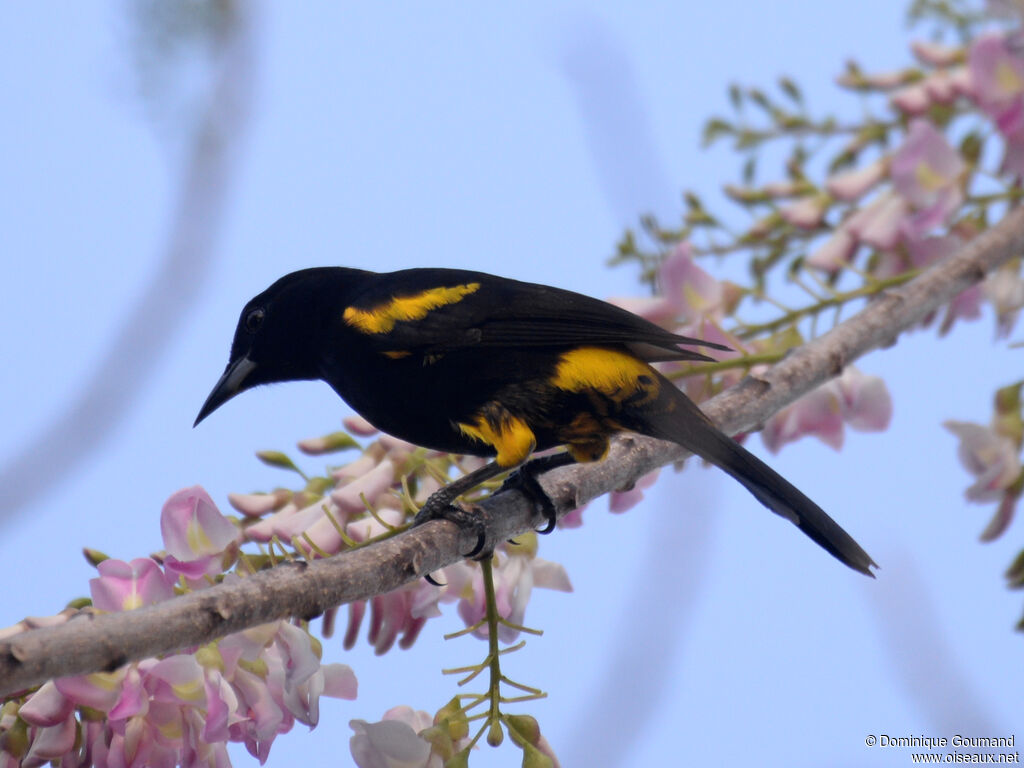 Oriole de Cubaadulte, identification