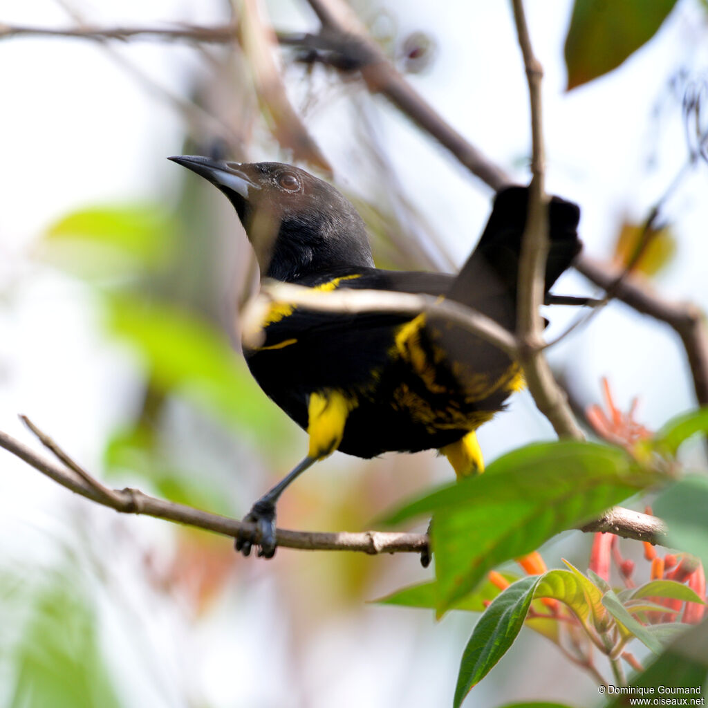 Oriole de Cubaadulte, identification
