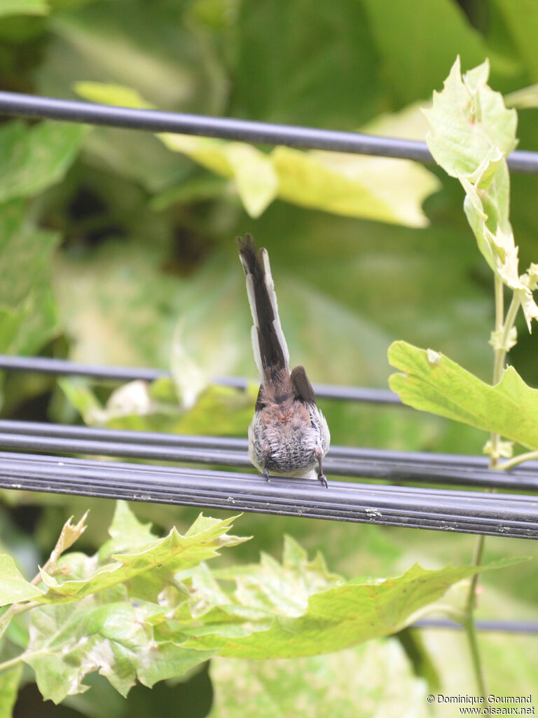 Long-tailed Titjuvenile, identification