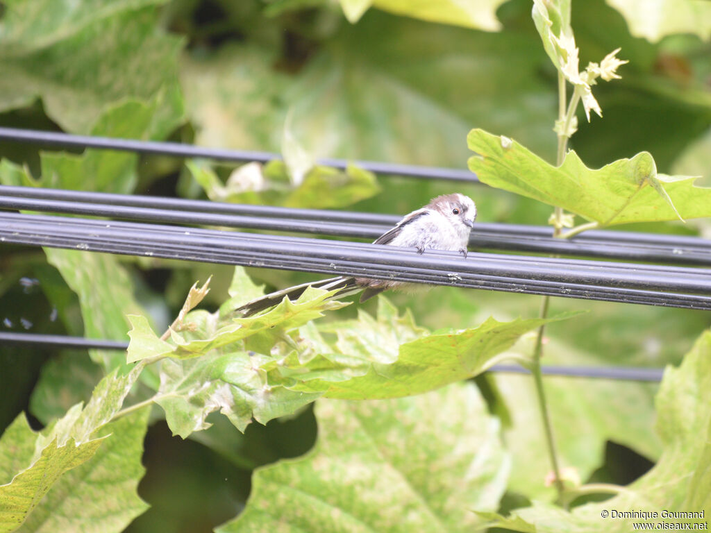 Long-tailed Titjuvenile, identification