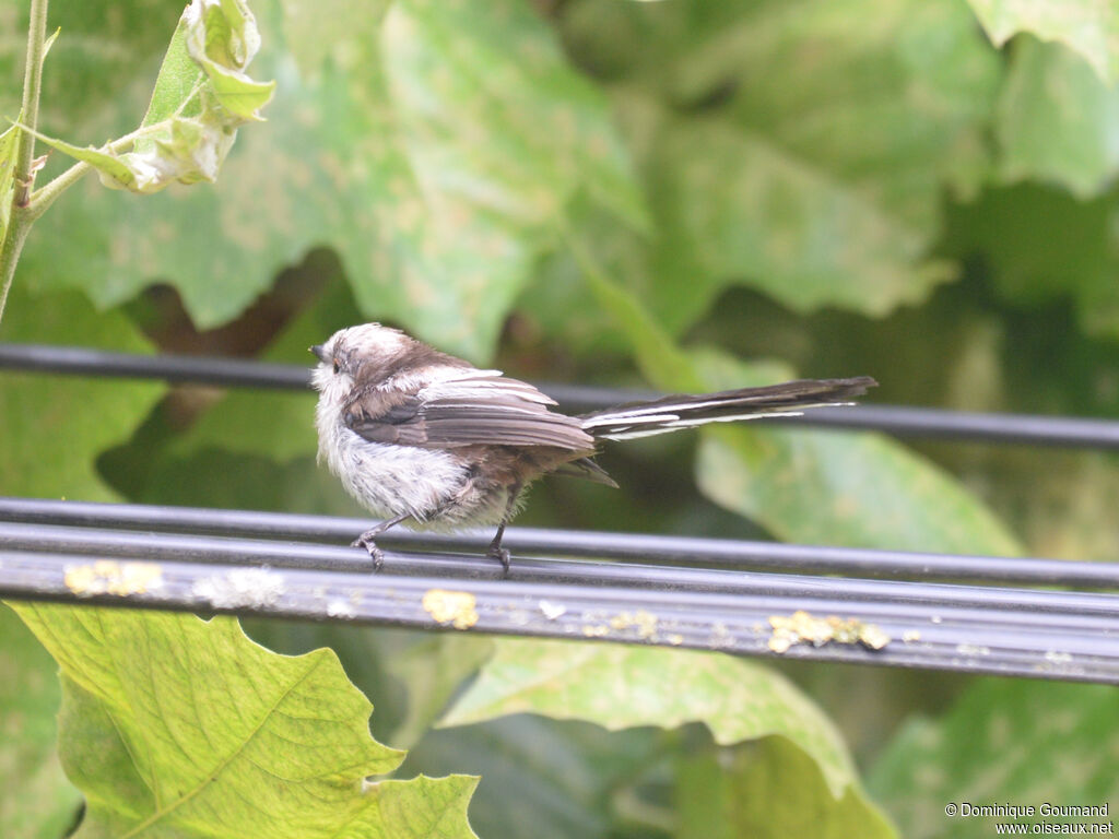 Long-tailed Titjuvenile, identification