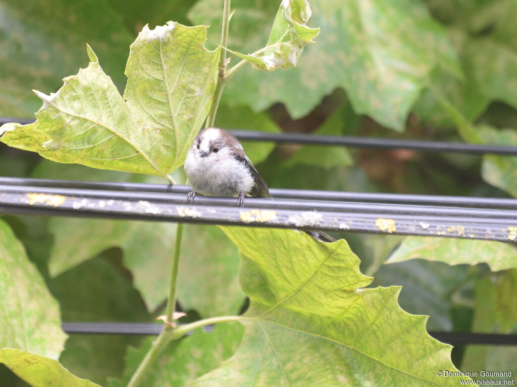 Long-tailed Titjuvenile, close-up portrait