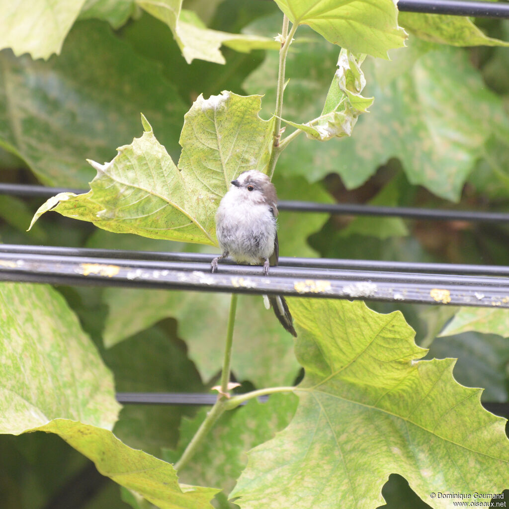 Long-tailed Titjuvenile, identification