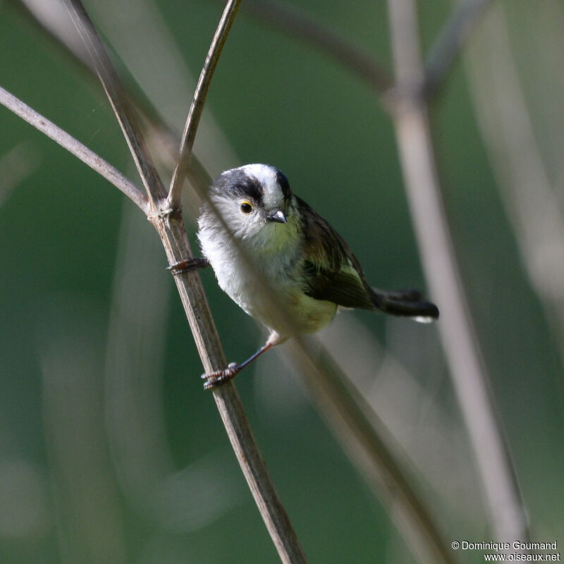 Long-tailed Titadult