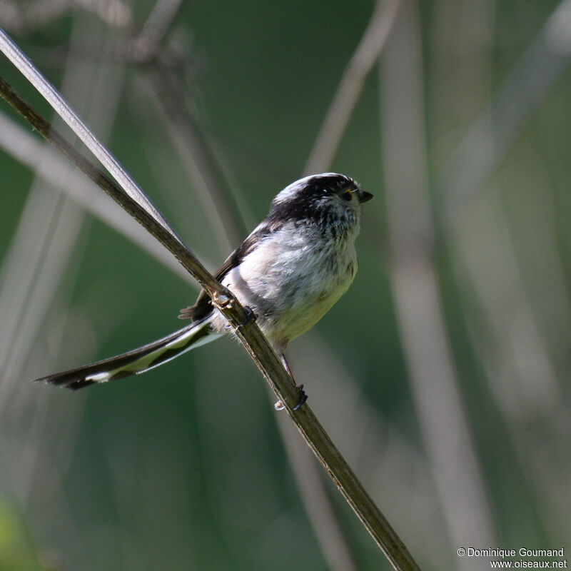 Long-tailed Titadult