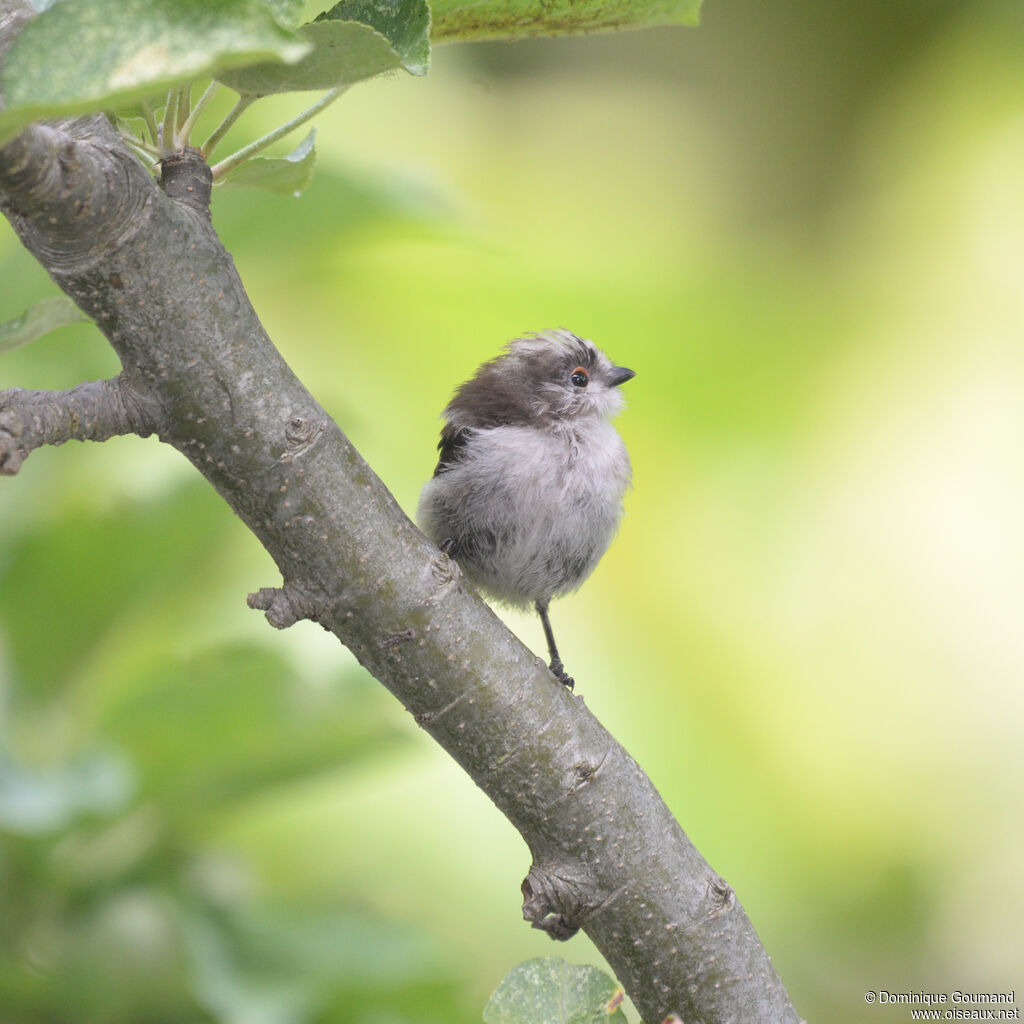 Long-tailed Titjuvenile, identification